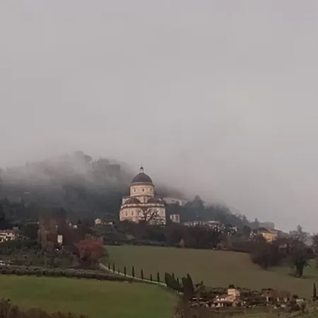 Olea * Todi