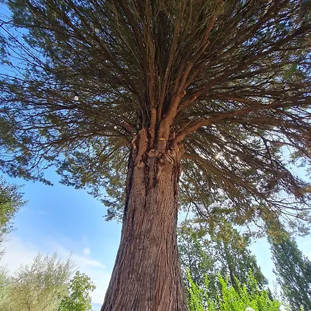 Olea *