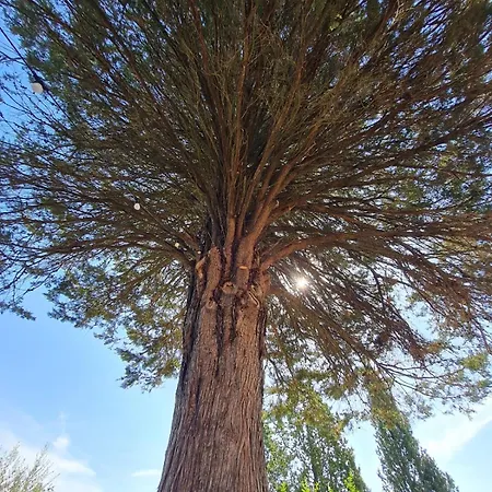 Olea *