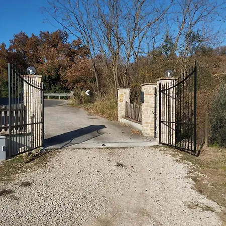 Olea * Todi